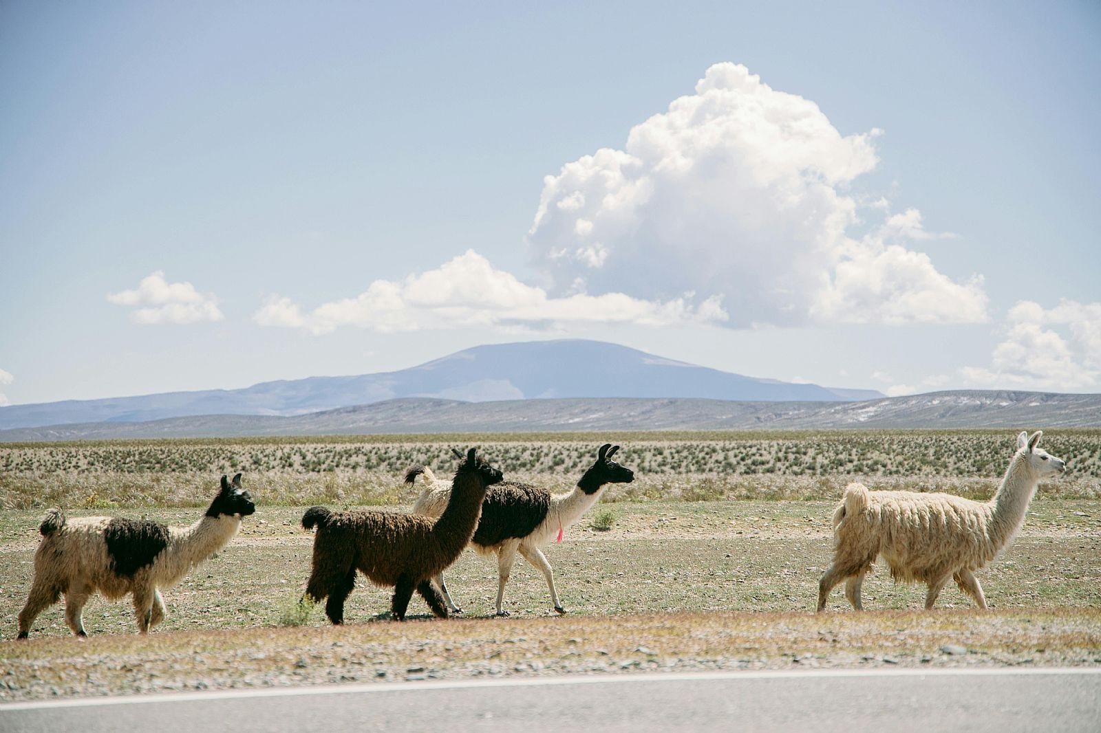 Céu do Atacama (tour astronômico)