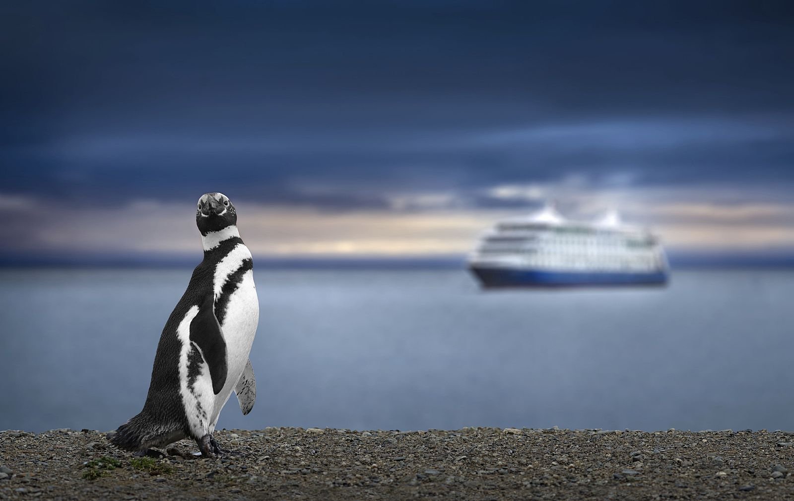 Isla Magdalena (pinguins)